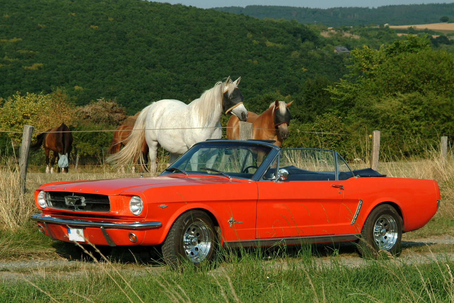 Ford Mustang Cabriolet. Oldtimer aus 1968. Der Mustang hat die original Farbe orange/rot.
